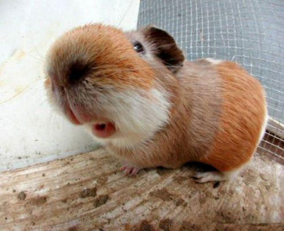 Анатомия морской свинки самки