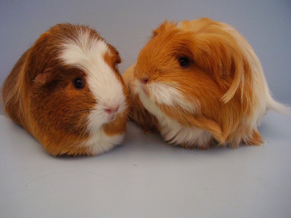 Строение морской свинки