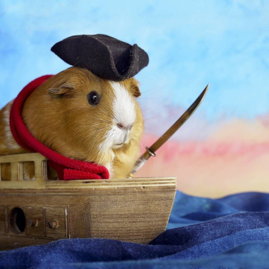 Морские свинки приколы