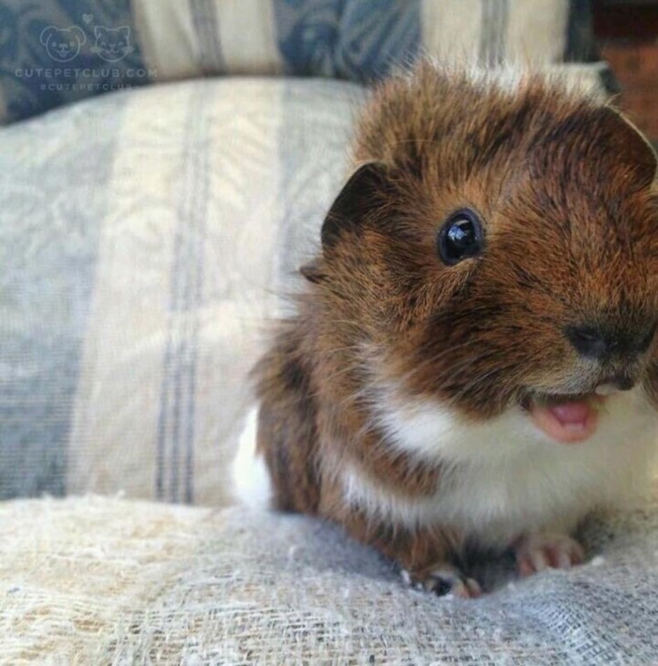 Забавные морские свинки