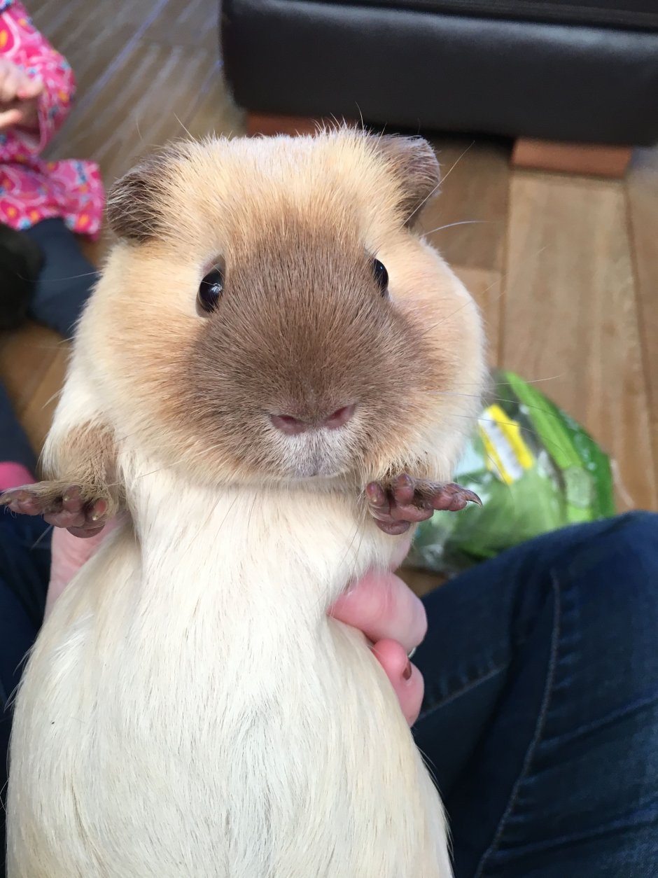 Свадьба морских свинок