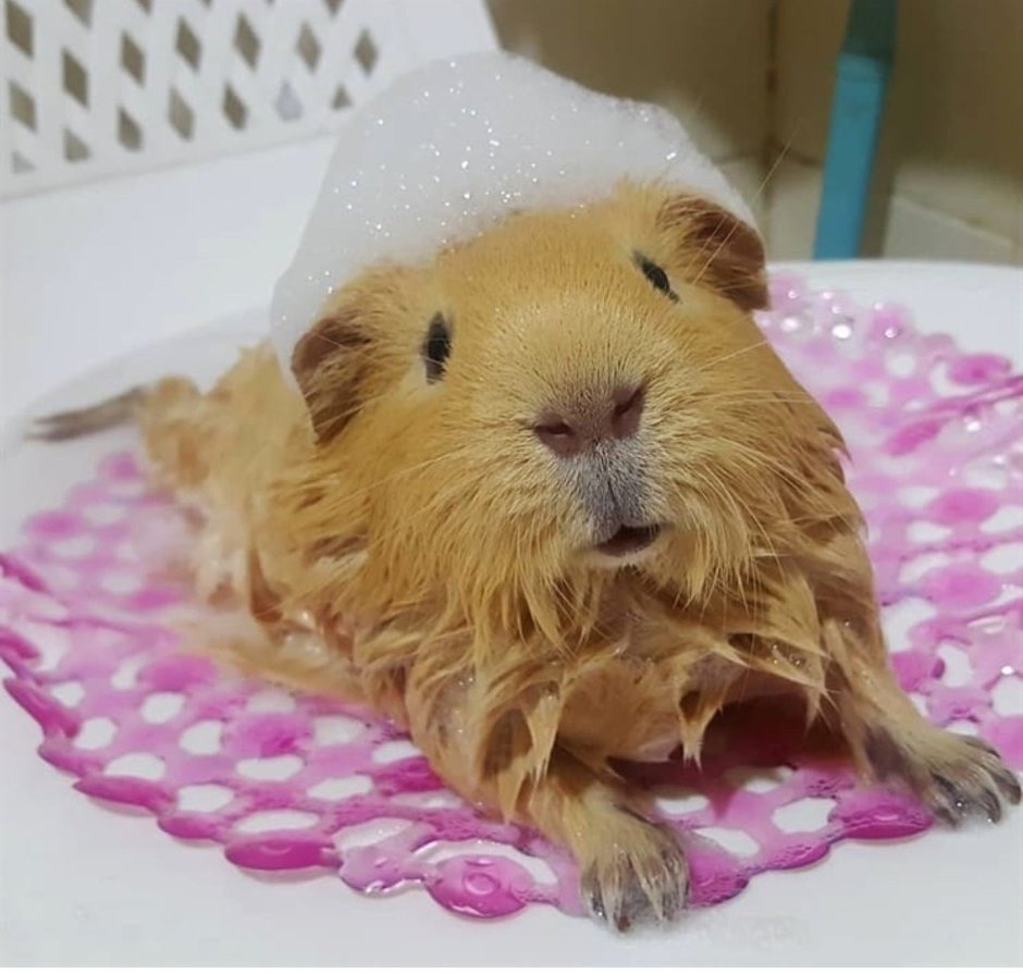 Морская Свинка с цветами