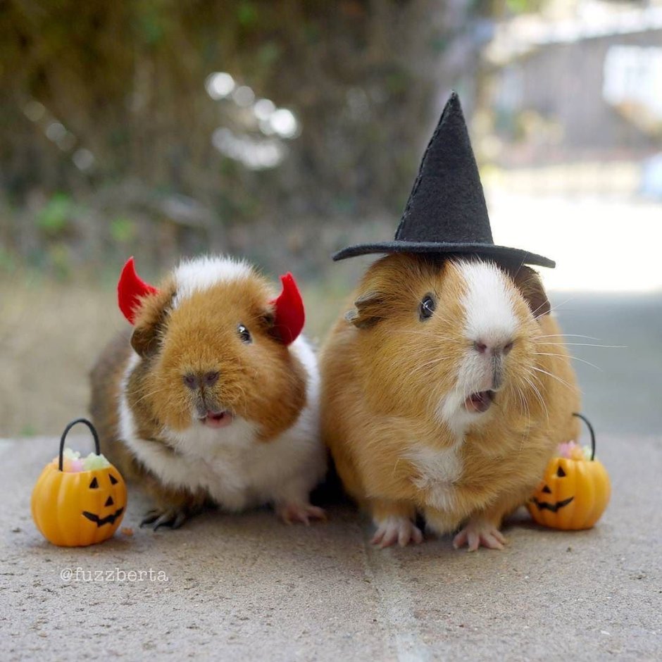 Картинки морских свинок