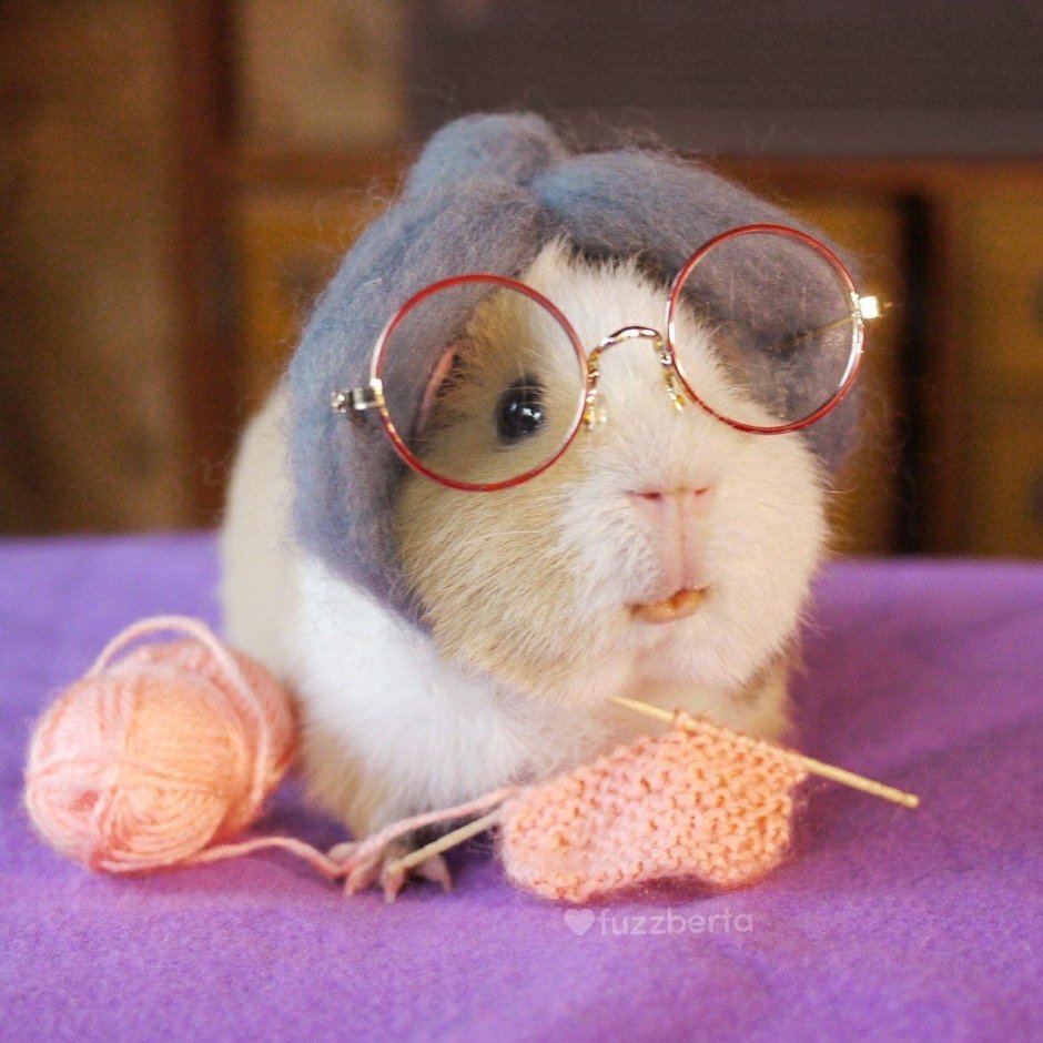 Капибара и морская Свинка