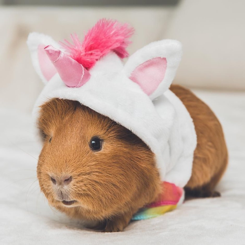 Прикольные морские свинки