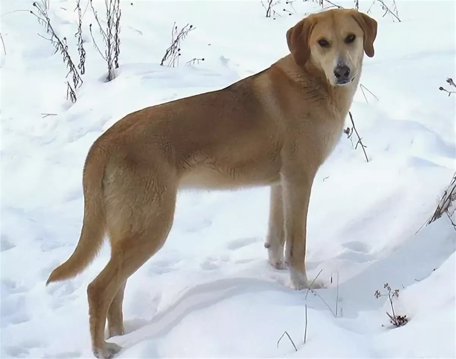 Русская гончая черноспинная