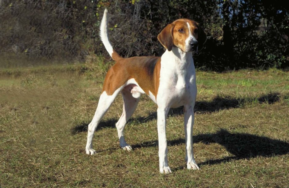 Walker Hound порода