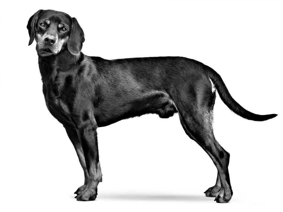 Austrian Black and tan Hound