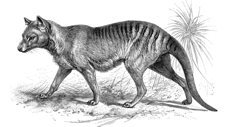 Сумчатый волк, или тилацин (Thylacinus cyanocephalus)