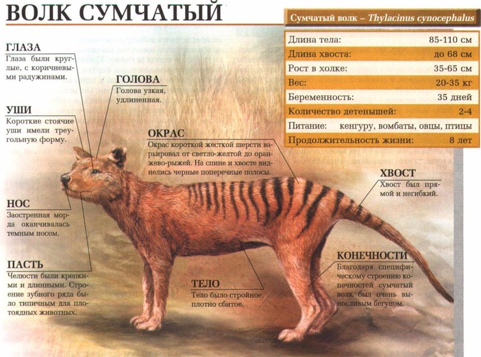 Тасманский сумчатый волк