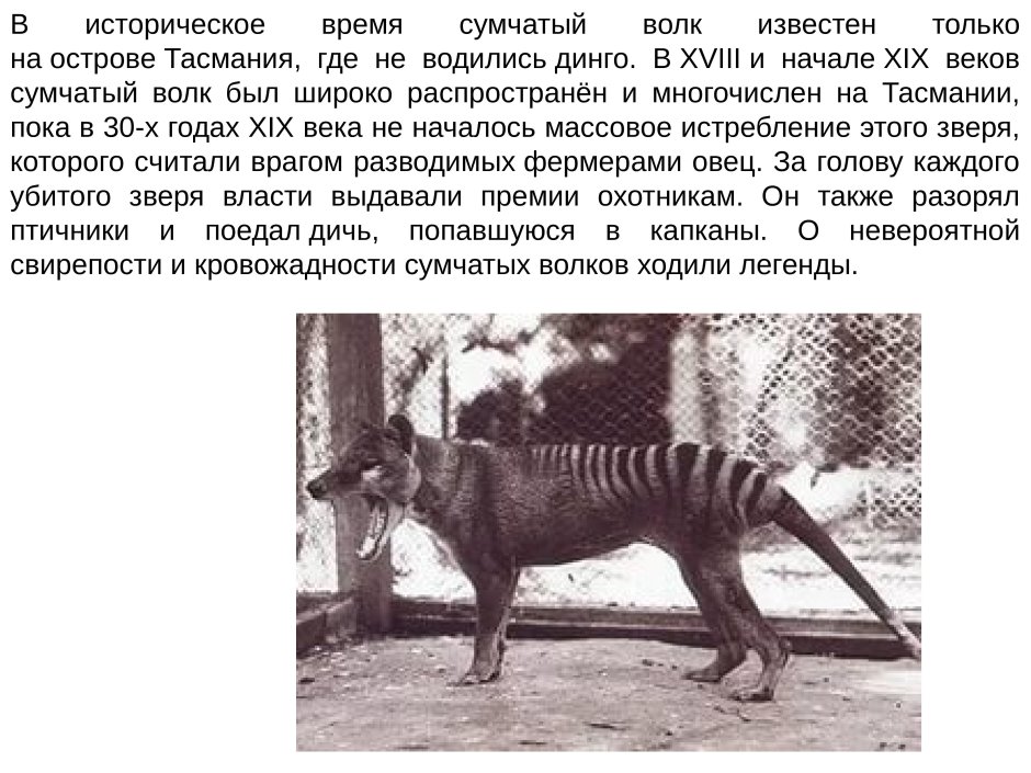 Тилацин сумчатый волк