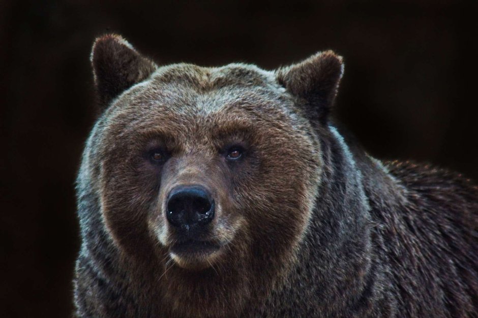 Глаза медведя