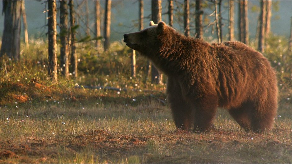 Воронины медведь в лесу