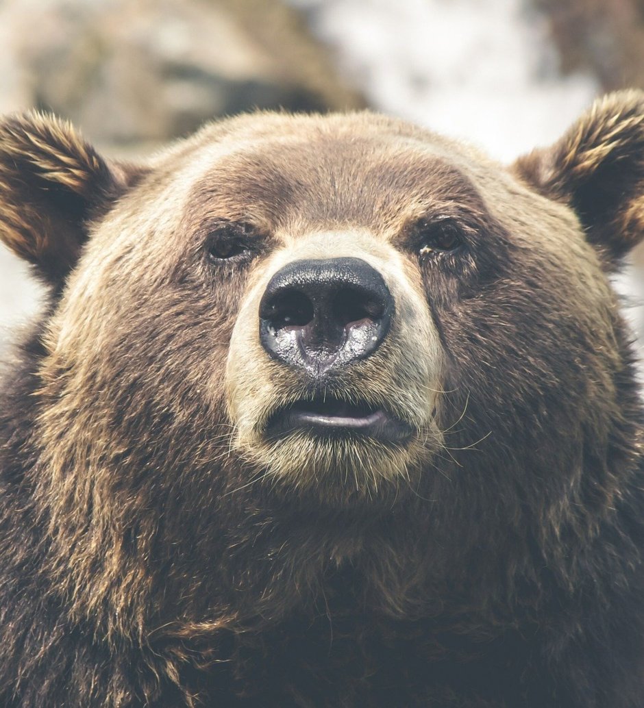Нос медведя