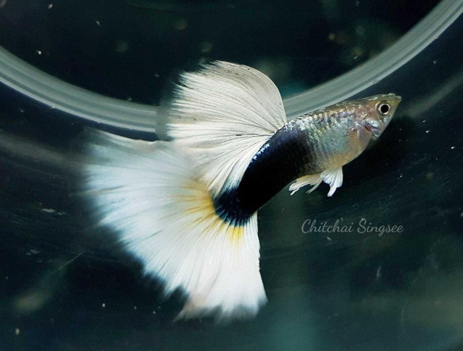 Гуппи голубая трава Blue grass Guppy