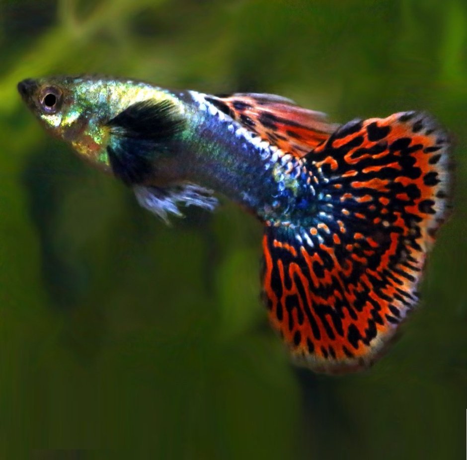 Гуппи Poecilia reticulata