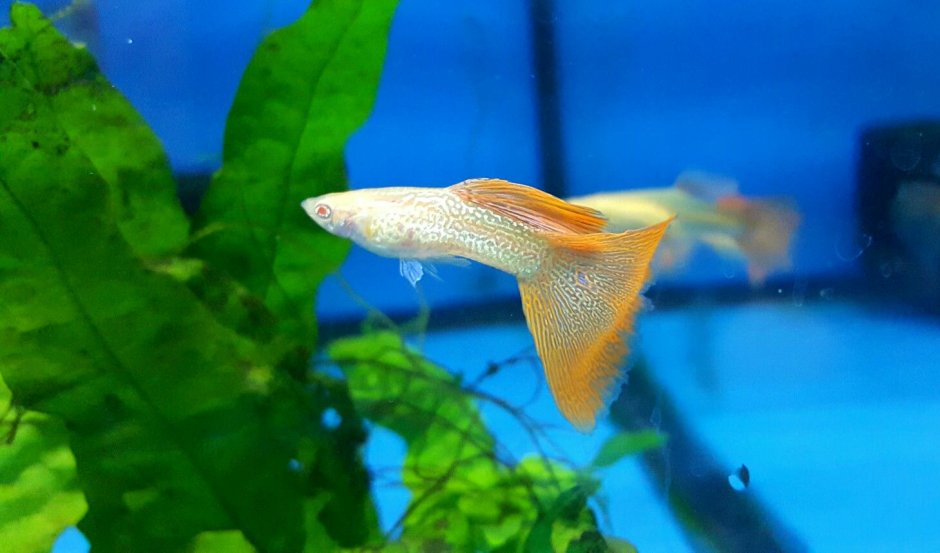 Гуппи:Platinum Киев mosfic Dumbo вып Ear Guppy(
