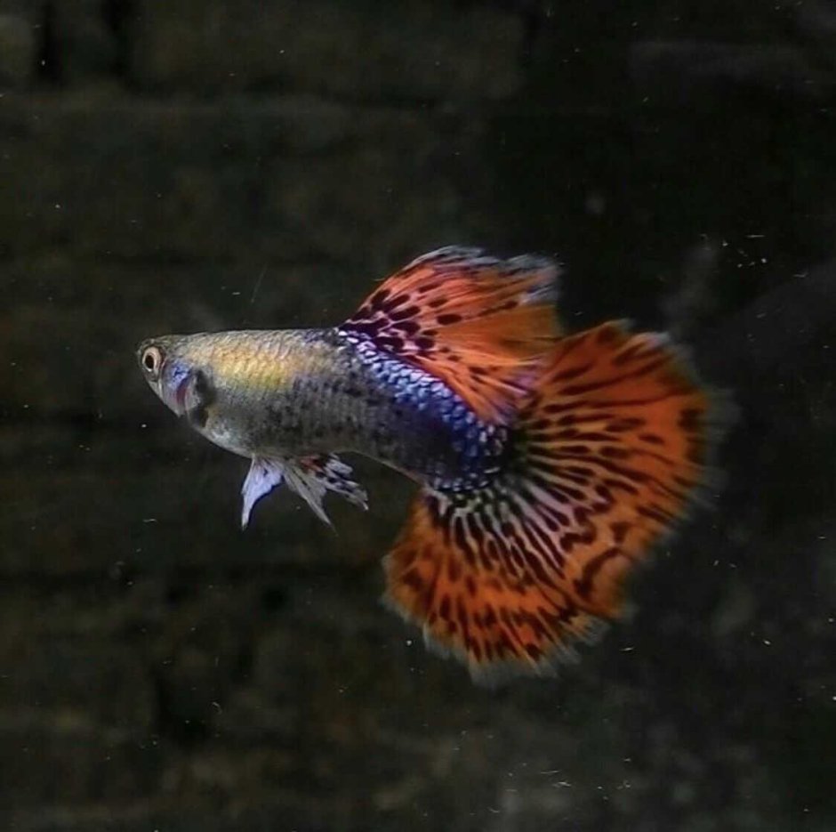 Гуппи стандарт Guppy Dragon