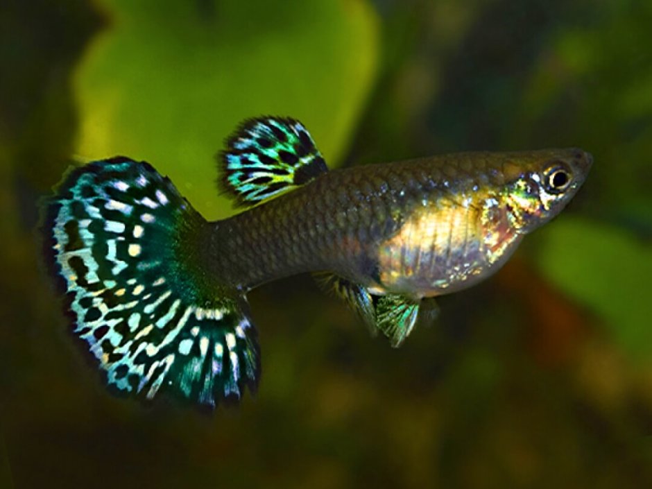 Гуппи Crowntail