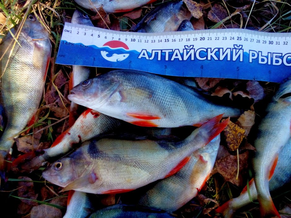 Рыбалка на судака