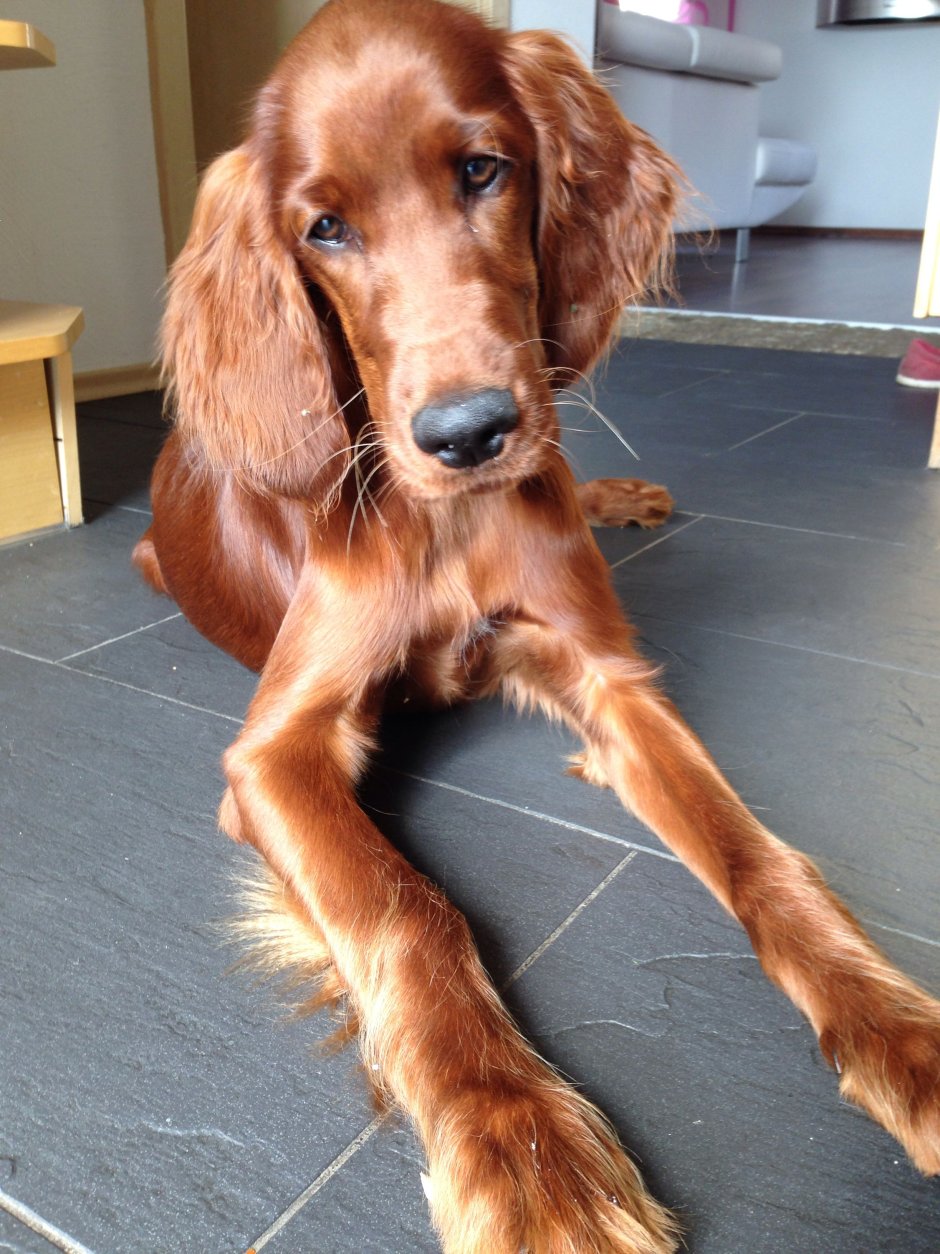 Ирландский сеттер (Irish Setter)