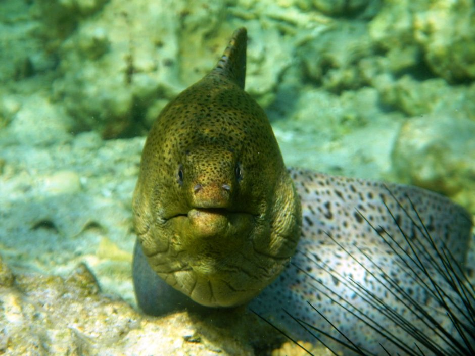 Gymnothorax griseus