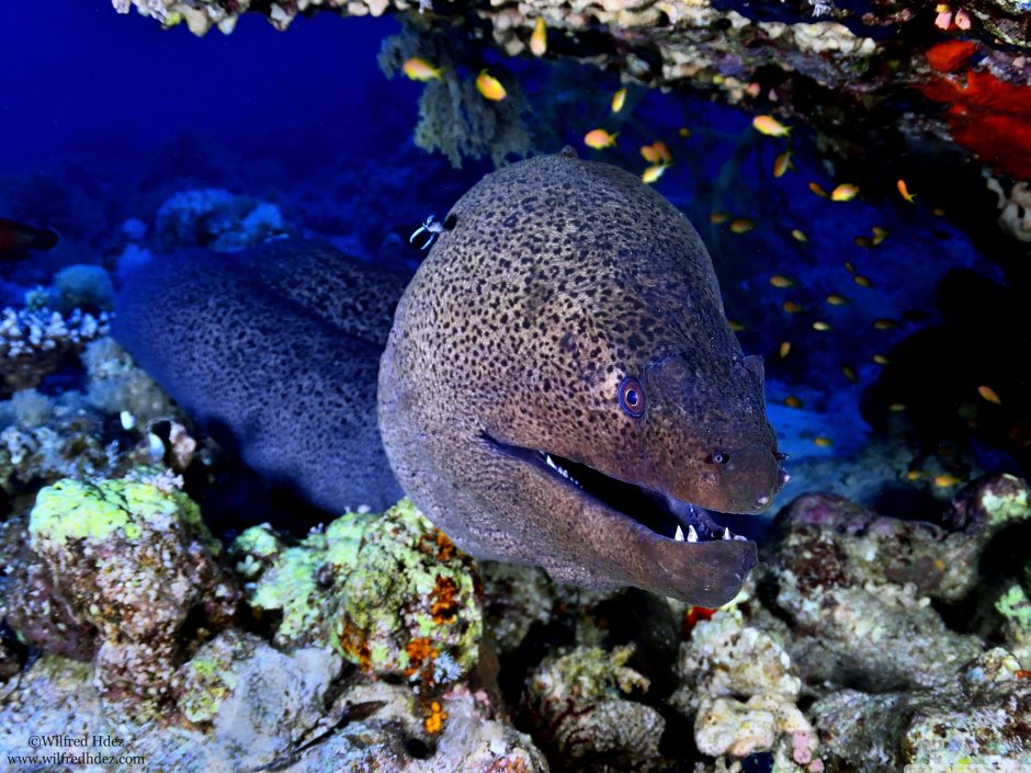 Gymnothorax griseus