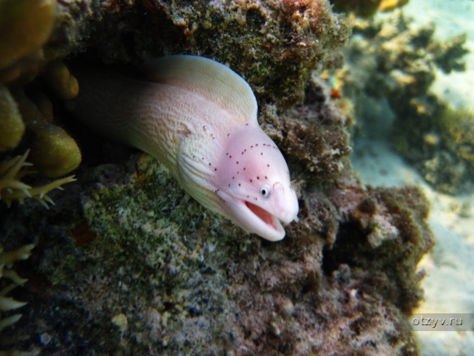 Gymnothorax griseus