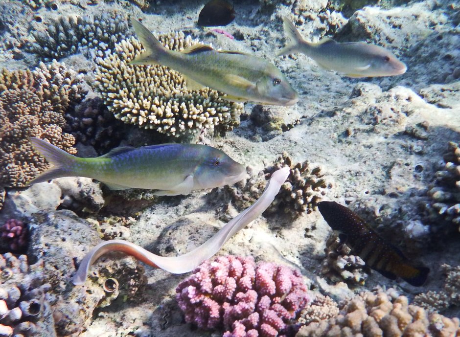 Морская змея мурена