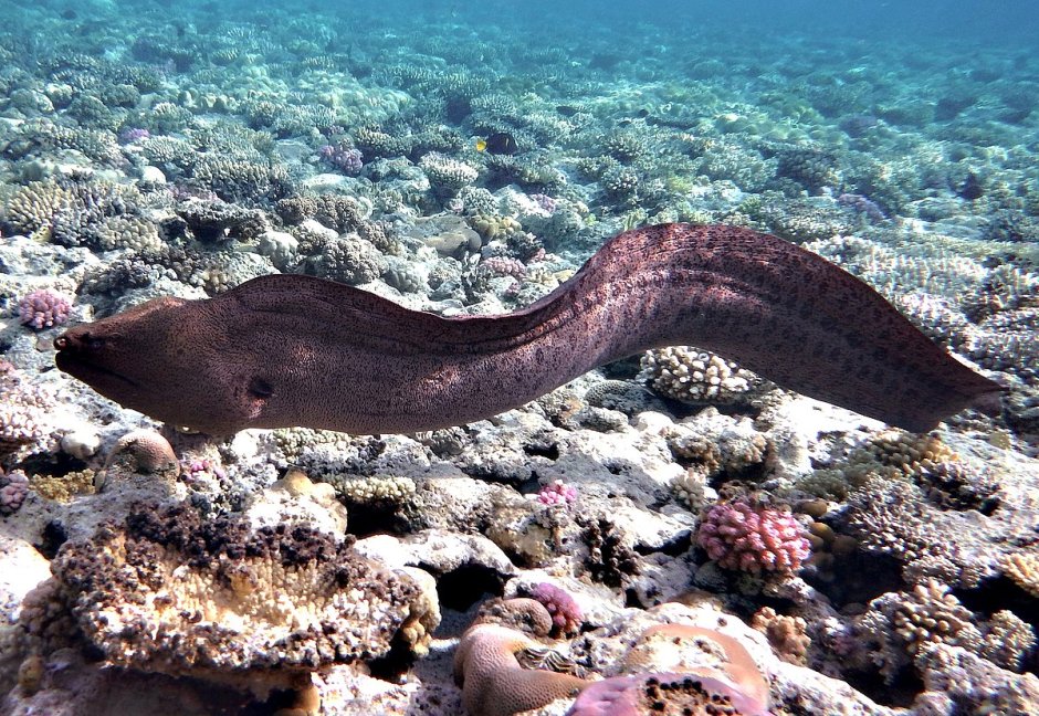 Moray eel