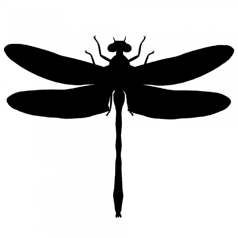 Дозорщик-Император – Anax Imperator ( Leach , 1815) (5 категория)