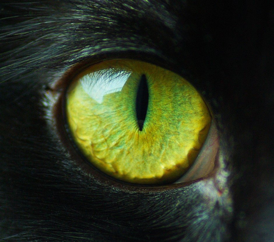 Глаза кошки