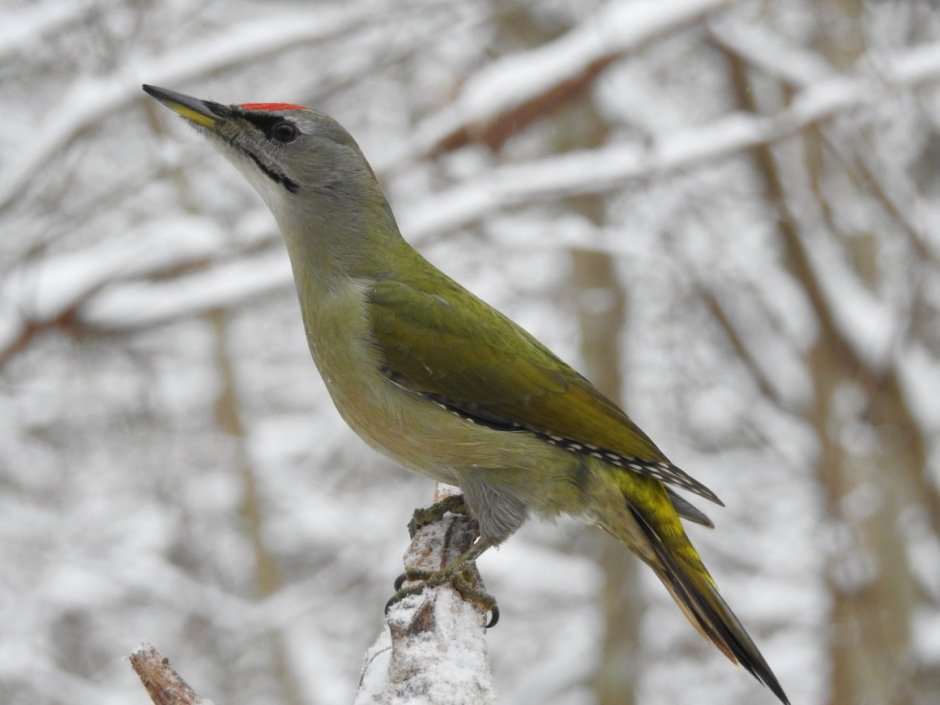 Дятел седой, или седоголовый (Picus canus). Самец