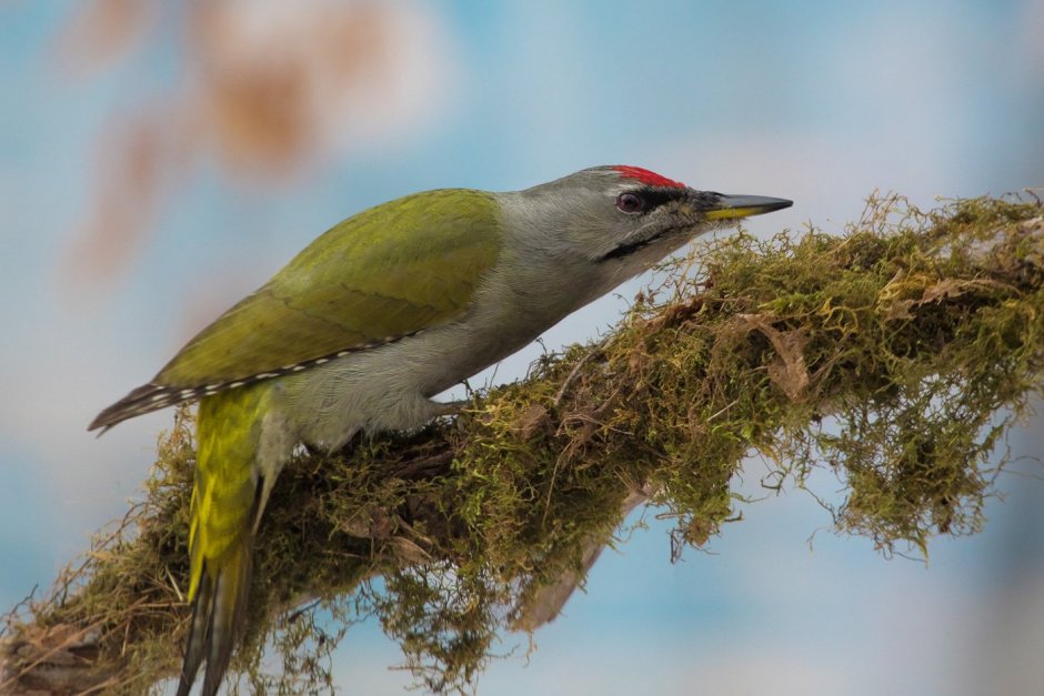 Дятел седой, или седоголовый (Picus canus). Самец