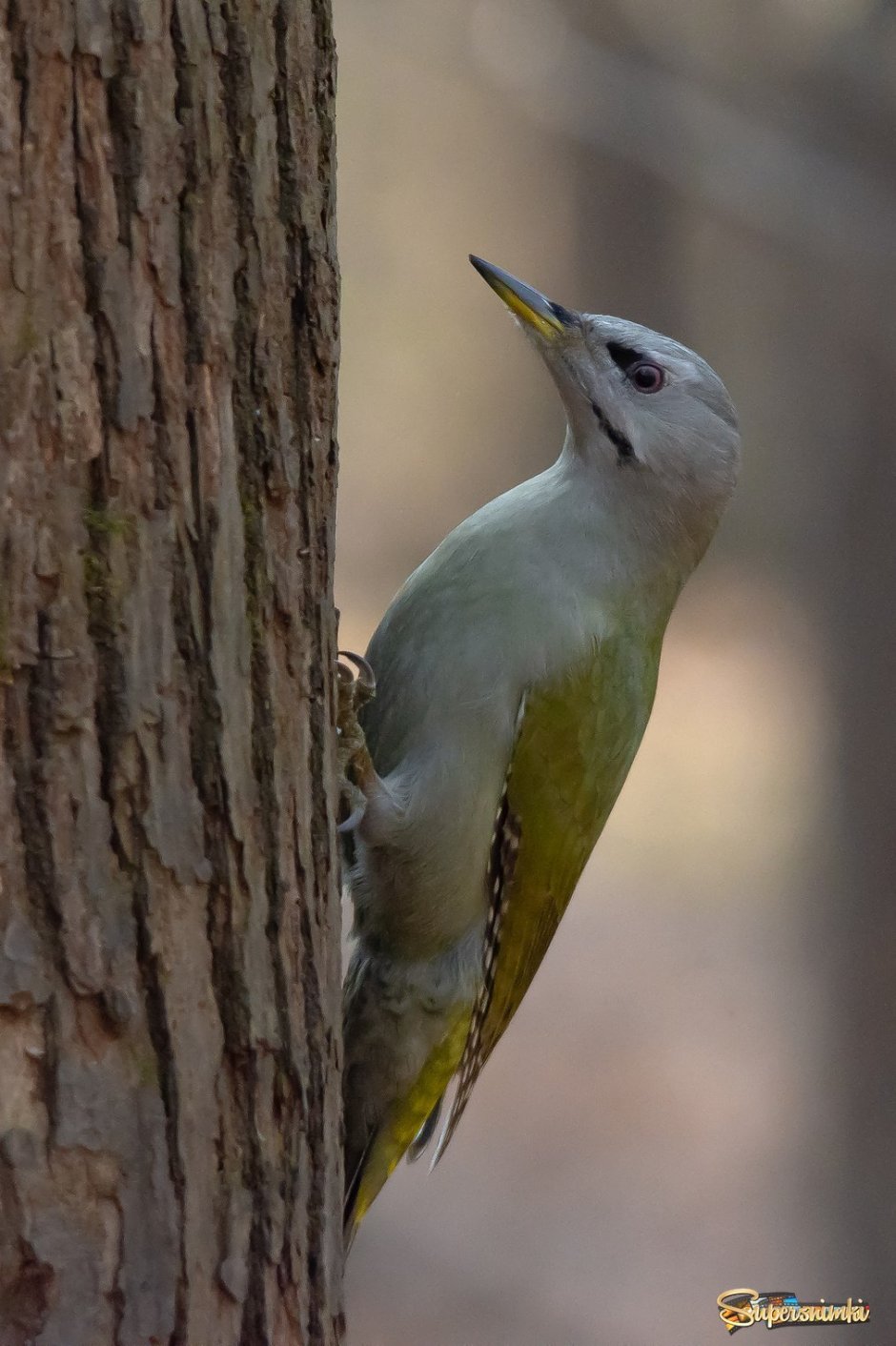 Picus canus