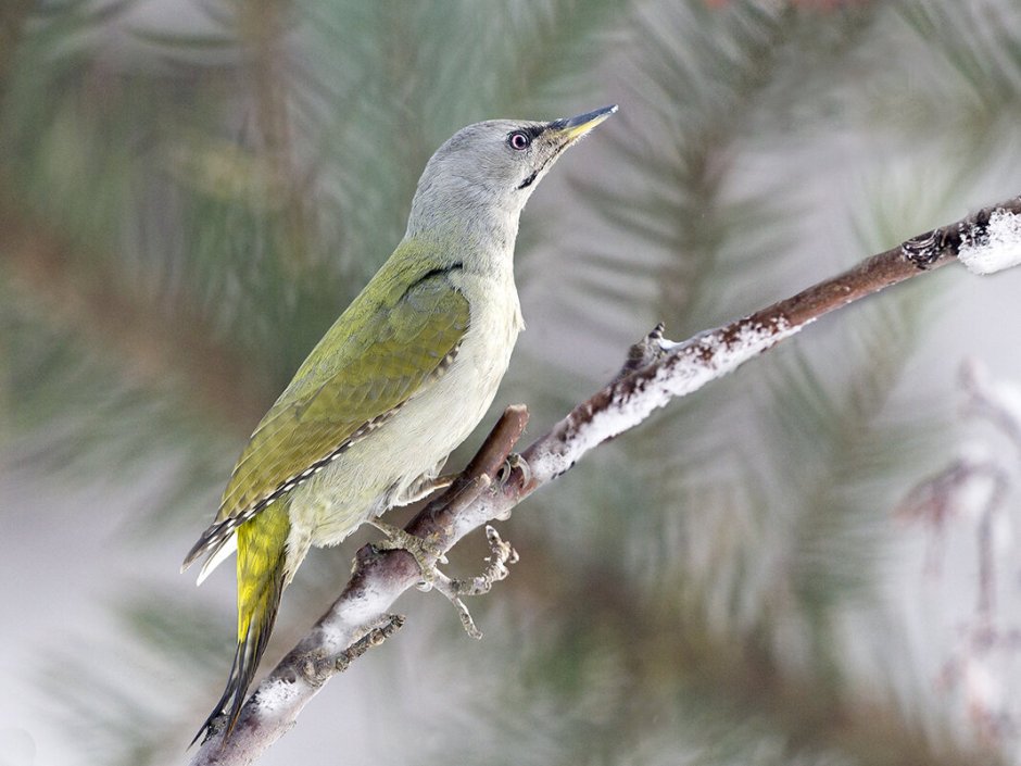 Седой дятел (Picus canus)