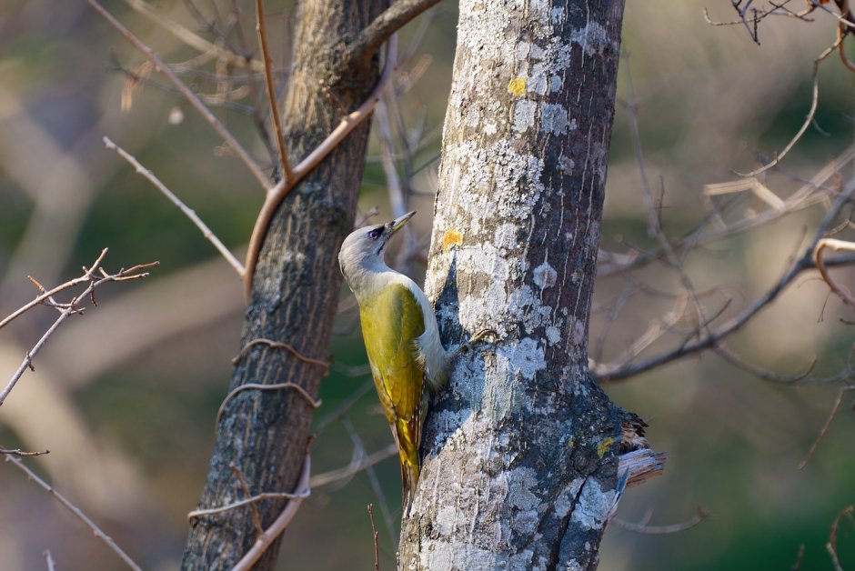 Дятел седой, или седоголовый (Picus canus). Самец