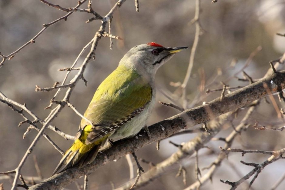 Picus canus