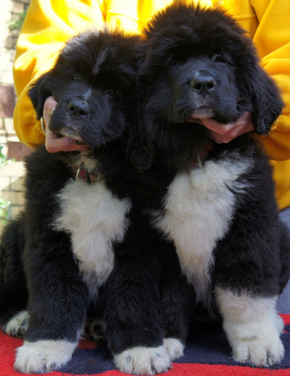 Newfoundland щенки 1 месяц