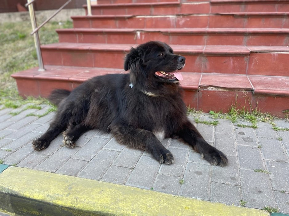 Сенбернар и ньюфаундленд