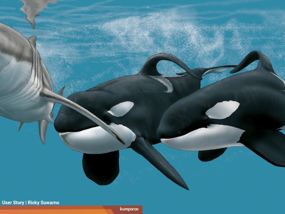 Orca Cub