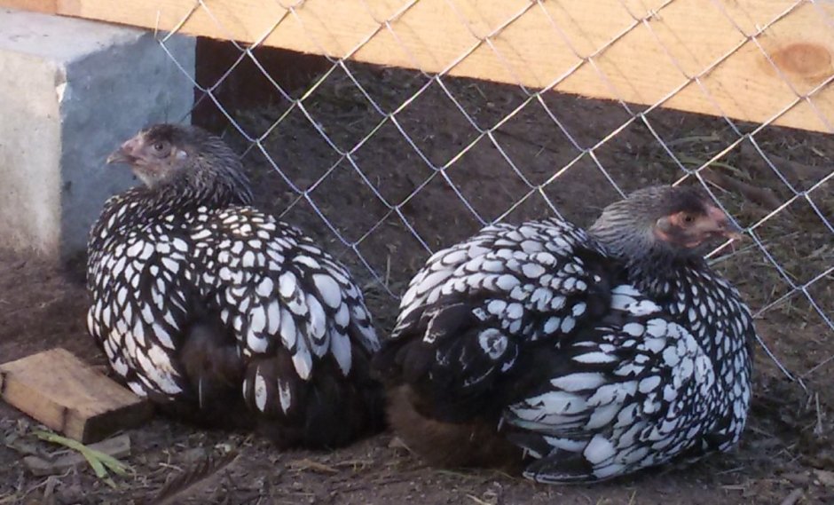 Coq Wyandotte