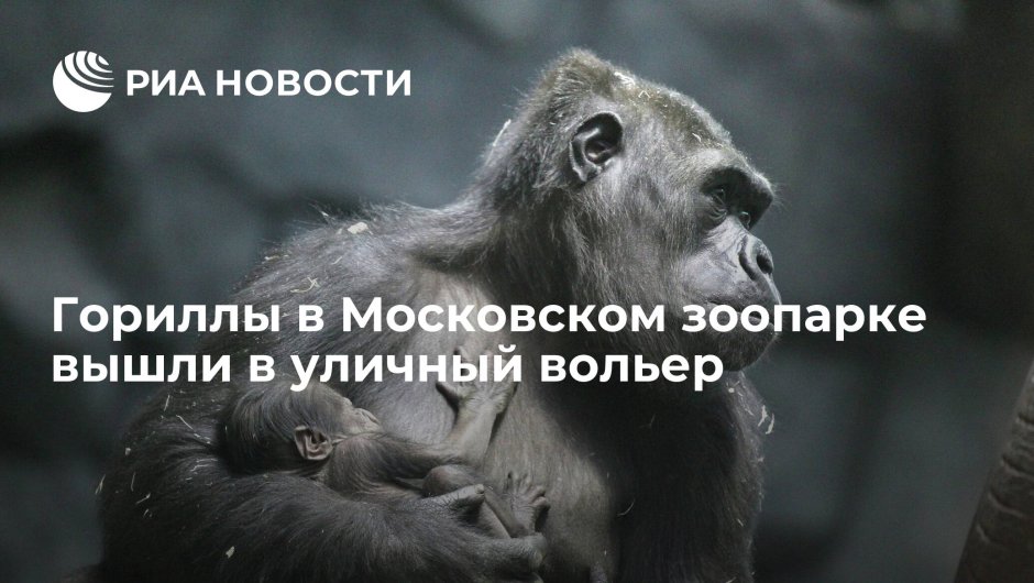 Горилла Визури