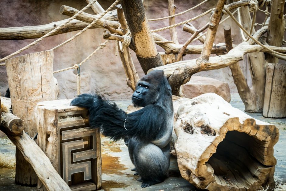 Ride wife Life good Gorilla