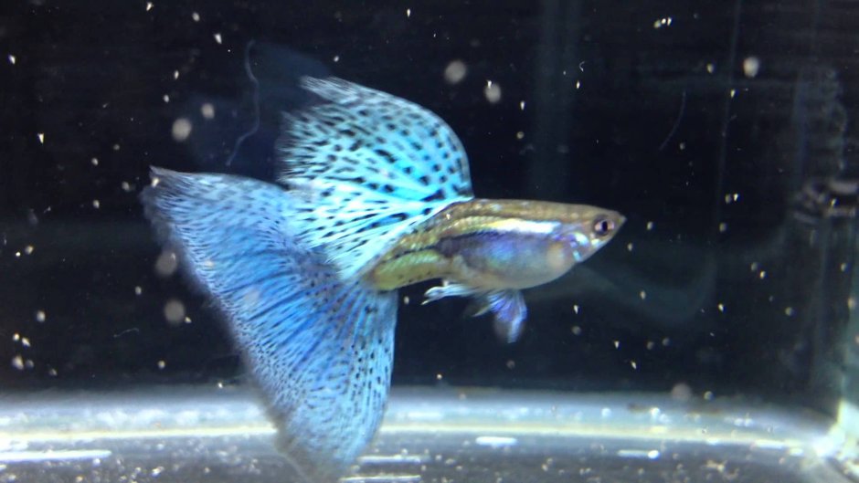 Гуппи голубая трава Blue grass Guppy