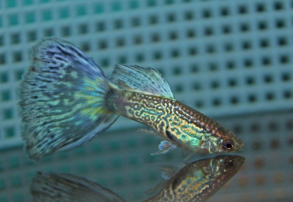 Guppy Blue Snakeskin