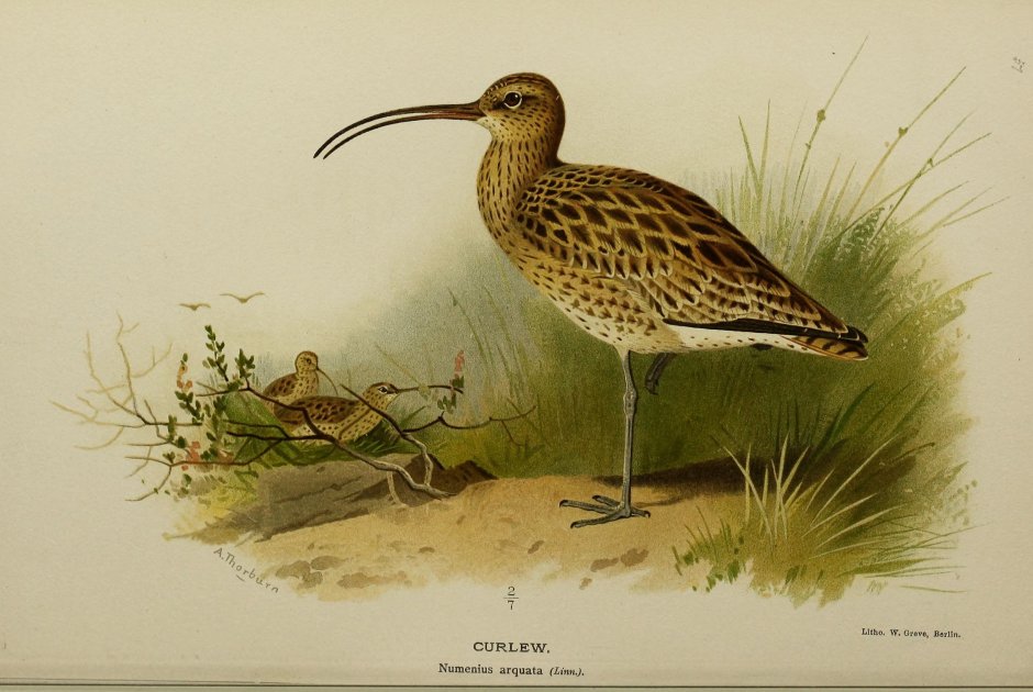 Кулик Sandpiper 1965
