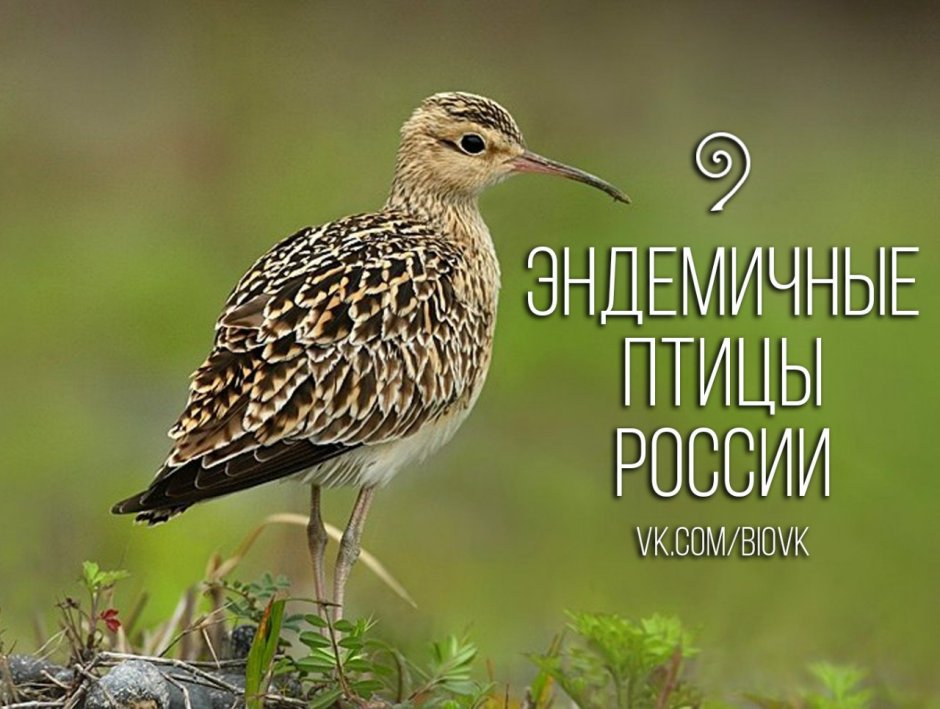 Тонкоклювый кроншнеп птица