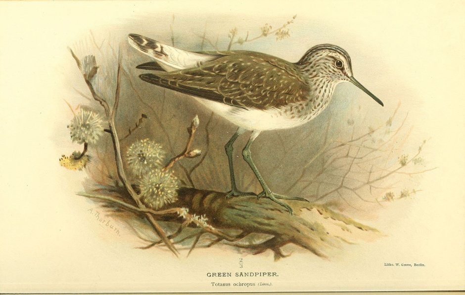 Hudsonian Godwit