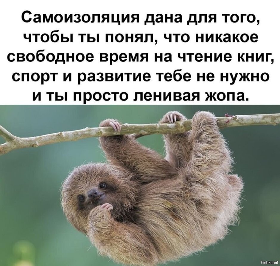 Когти ленивца для чего нужны